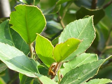 Rhamnus alaternus / Ranno lanterno